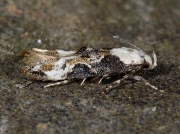 0888 Mompha propinquella