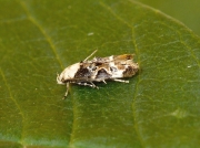0888 Mompha propinquella