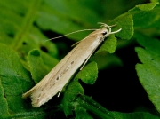 0898 Limnaecia phragmitella