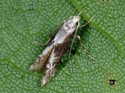 0905 Blastodacna hellerella