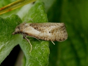 0921 Phtheochroa inopiana