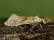 0936 Cochylimorpha straminea