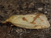 0937 Agapeta hamana
