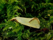 0937 Agapeta hamana