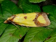 0938 Agapeta zoegana
