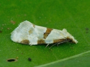 0945 Aethes cnicana