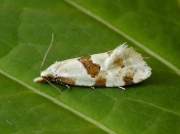 0945 Aethes cnicana