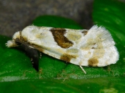 0946 Aethes rubigana