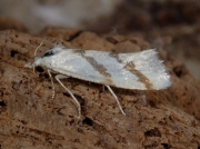 0950 Aethes francillana