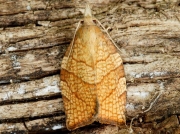 0969 Chequered Fruit-tree Tortrix (Pandemis corylana)