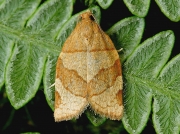 0970 Barred Fruit-tree Tortrix (Pandemis cerasana)