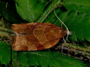 0971 Pandemis cinnamomeana