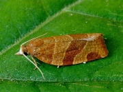 0971 Pandemis cinnamomeana