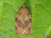0972 Dark Fruit-tree Tortrix (Pandemis heparana)
