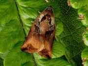 0977 Archips podana