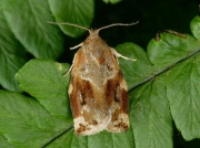 0980 Variegated Golden Tortrix (Archips xylosteana)