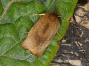 0985 Carnation Tortrix (Cacoecimorpha pronubana)