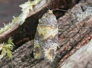 0987 Ptycholomoides aeriferanus
