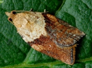 0998 Light Brown Apple Moth (Epiphyas postvittana)