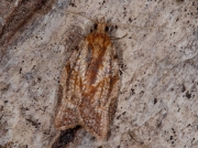 0998 Light Brown Apple Moth (Epiphyas postvittana)