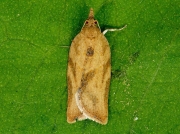 0998 Light Brown Apple Moth (Epiphyas postvittana)