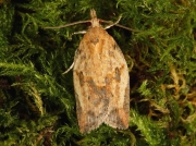 0998 Light Brown Apple Moth (Epiphyas postvittana)