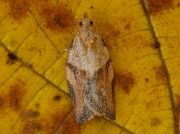 0998 Light Brown Apple Moth (Epiphyas postvittana)
