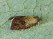1000 Ptycholoma lecheana