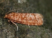 1001 Lozotaeniodes formosanus