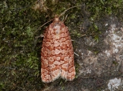 1001 Lozotaeniodes formosanus