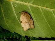 1002 Lozotaenia forsterana