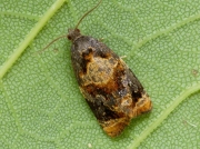1010 Red-barred Tortrix (Ditula angustiorana)