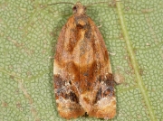 1010 Red-barred Tortrix (Ditula angustiorana)