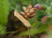 1016 Cnephasia longana