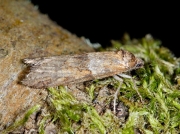 1025 Tortricodes alternella