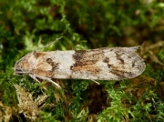 1025 Tortricodes alternella