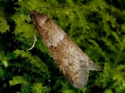 1025 Tortricodes alternella