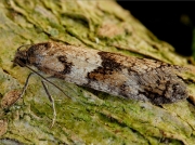 1025 Tortricodes alternella