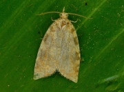 1032 Aleimma loeflingiana