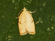1036 Acleris forsskaleana