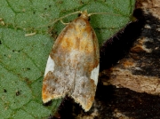 1037 Acleris holmiana