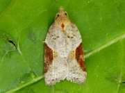 1039  Strawberry Tortrix (Acleris comariana)