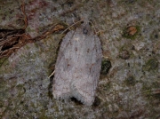 1041 Acleris sparsana