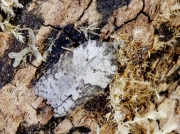 1041 Acleris sparsana