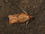 1043 Acleris aspersana