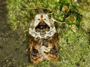 1048 Garden Rose Tortrix (Acleris variegana)