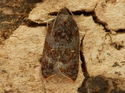 1048 Garden Rose Tortrix (Acleris variegana)