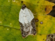 1048 Garden Rose Tortrix (Acleris variegana)