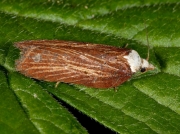 1053 Acleris hastiana
