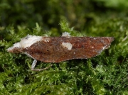 1054 Acleris cristana